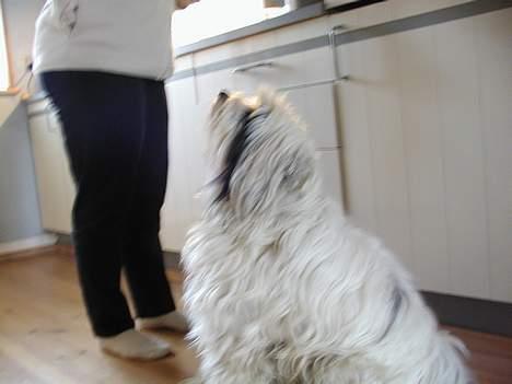 Tibetansk terrier Spock billede 14