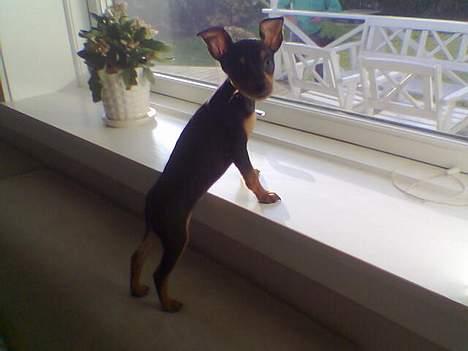 Dvaergpinscher tulle billede 16