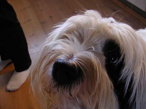 Tibetansk terrier Spock billede 15