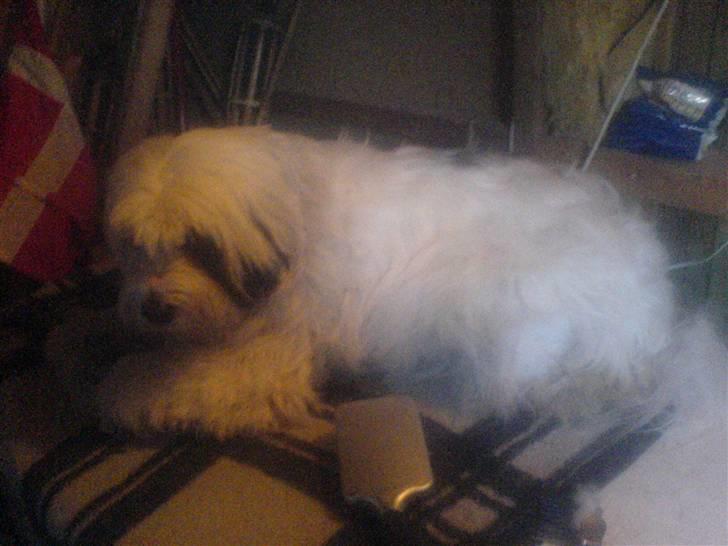 Tibetansk terrier Spock billede 16