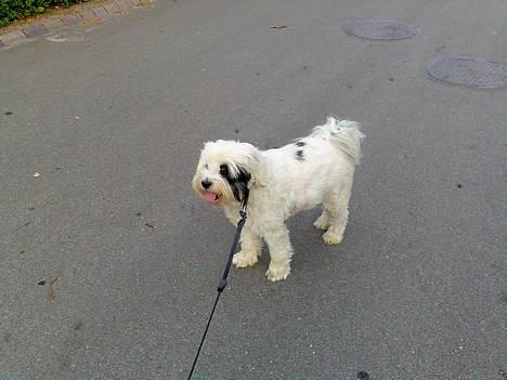 Tibetansk terrier Spock - Ude og gå tur. billede 17