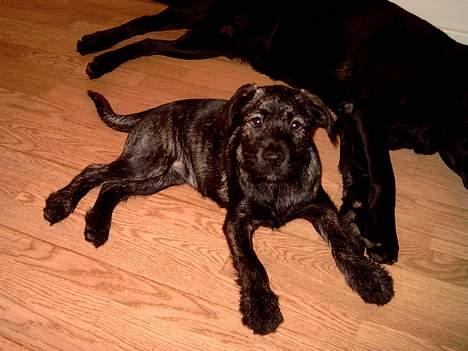 Blanding af racer Nikita  - Her er så Nikita 12 uger gammel  billede 1