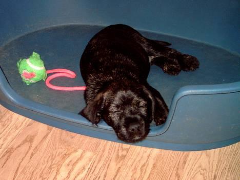 Blanding af racer Nikita  - Nikita er lige kommet hjem til os  billede 2