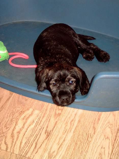 Blanding af racer Nikita  - Man bliver så træt efter sådan en køre tur billede 3