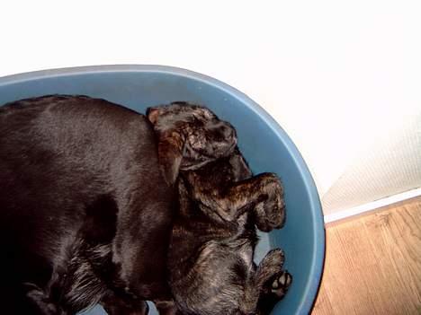 Blanding af racer Nikita  - Lidt hygge i fodenden hos Tara  billede 4