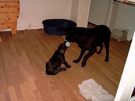 Blanding af racer Nikita  - Så er der kamp om bolden  billede 5