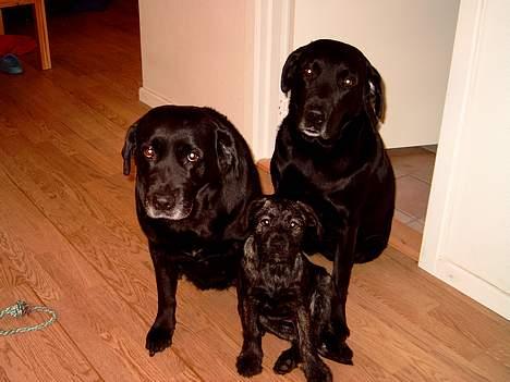 Blanding af racer Nikita  - Et llille farmilie billede af Tara- Bastian og Nikita  billede 6