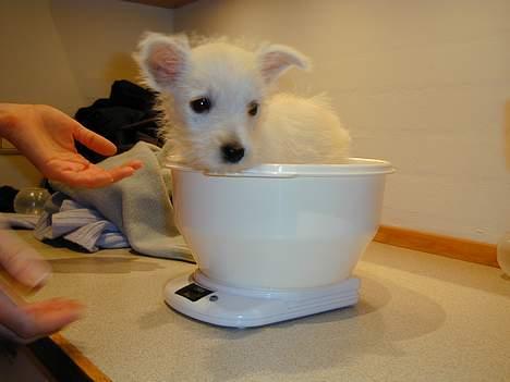 West highland white terrier Tika - første gang jeg bliver vejet... billede 9