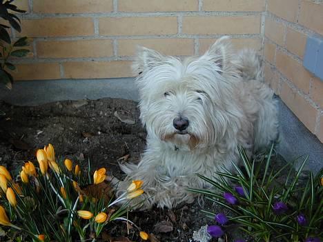 West highland white terrier Tika - jeg har ikke gravet noget hul her......(NYT) billede 10
