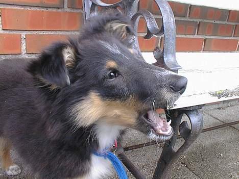 Shetland sheepdog Rickey - Hvalp: han var lidt en bølle da han var bette :D billede 1