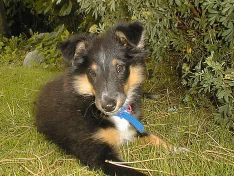 Shetland sheepdog Rickey - Hvalp: billede 2