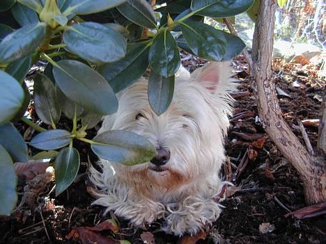 West highland white terrier Tika - bøhhh....øv du fandt mig....(NYT) billede 11