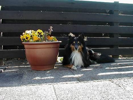 Shetland sheepdog Rickey - det er sådan han ser ud nu  billede 3