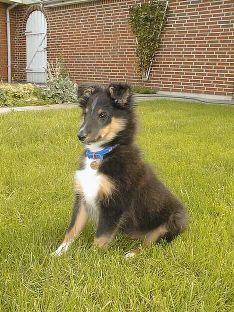 Shetland sheepdog Rickey - hvalp: han ser stolt ud :P billede 4