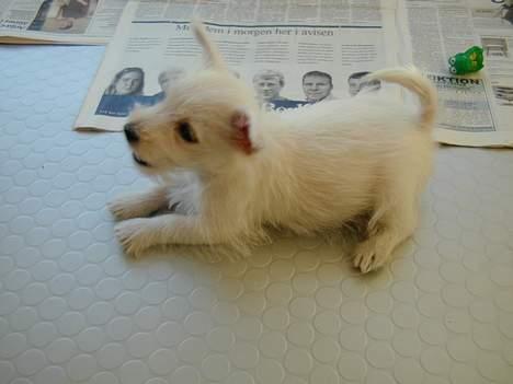 West highland white terrier Tika - vil du lege billede 12