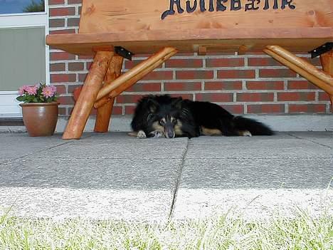 Shetland sheepdog Rickey - det er sådan han ser ud nu: lidt doven  billede 5