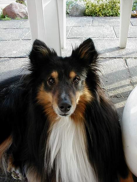 Shetland sheepdog Rickey - det er sådan han ser ud nu: hans øre har en sjov idé med at stå op  billede 6