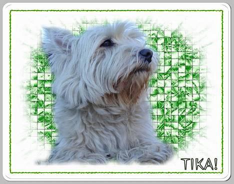 West highland white terrier Tika billede 13