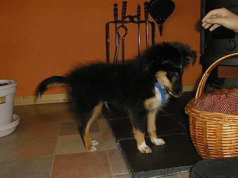 Shetland sheepdog Rickey - hvalp: han har altid været nysgerri billede 7