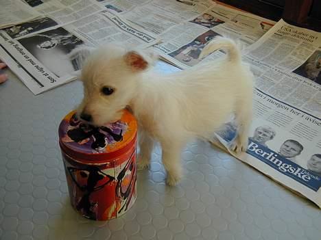 West highland white terrier Tika - se lige hvor stor(lille) jeg var.... billede 14