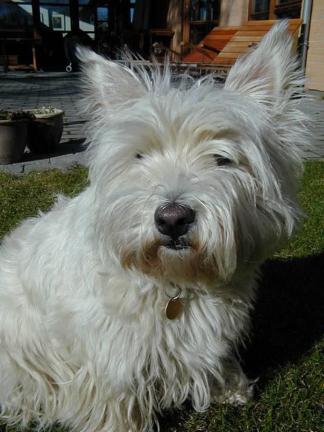 West highland white terrier Tika - sidder lige og nyder solen... (NYT) billede 15