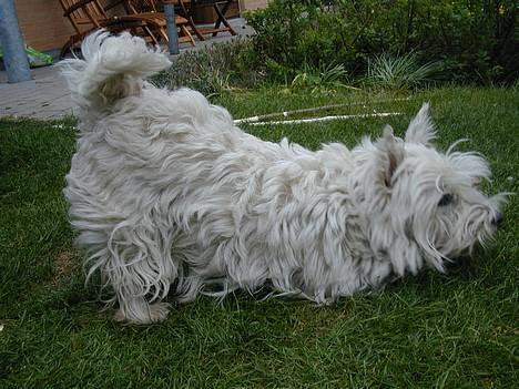West highland white terrier Tika - uhhh det er dejligt at ligge sådan:D..(NYT) billede 16