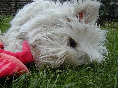 West highland white terrier Tika - jeg er tosset....haha!:P (NYT) billede 17