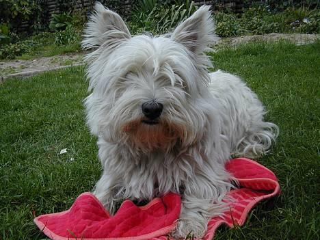 West highland white terrier Tika - vil du lege????(NYT) billede 18