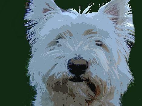 West highland white terrier Tika billede 19