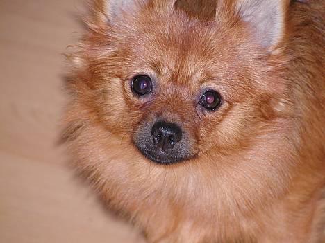 Pomeranian trold - hej var der nogle der sagde trold billede 1