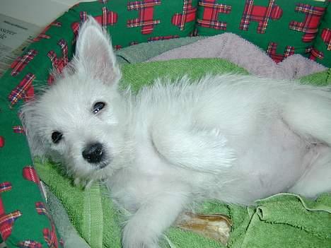 West highland white terrier Tika - vil du ikke nusse mig på maven? billede 20