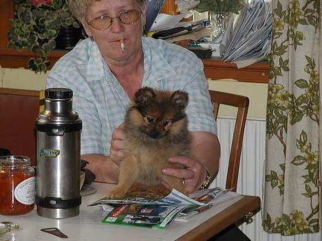 Pomeranian trold - hej er jeg ikke sød billede 3