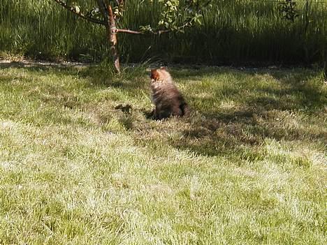 Pomeranian trold - hvor er de andre billede 4