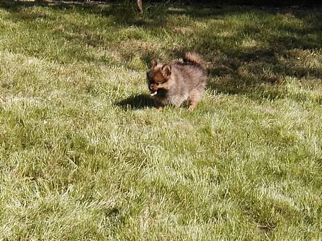 Pomeranian trold - jubii jeg har fundt en pind billede 5