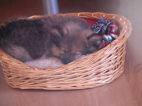Pomeranian trold - her sover jeg i min første kurv billede 6