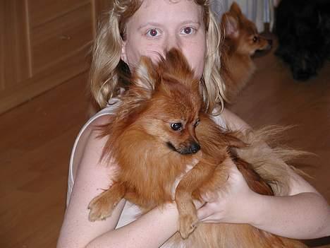 Pomeranian trold - her er jeg blivet bange for nået billede 7