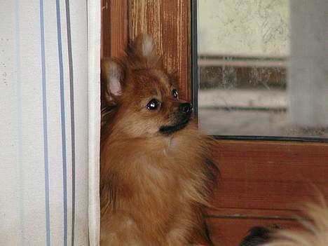 Pomeranian trold - jeg vil gerne ud igen billede 8