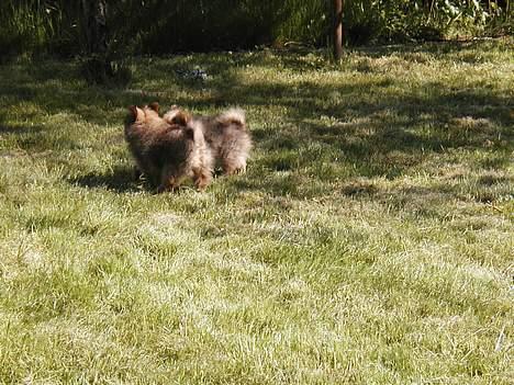 Pomeranian trold - her leger jeg med min søster Tille billede 9