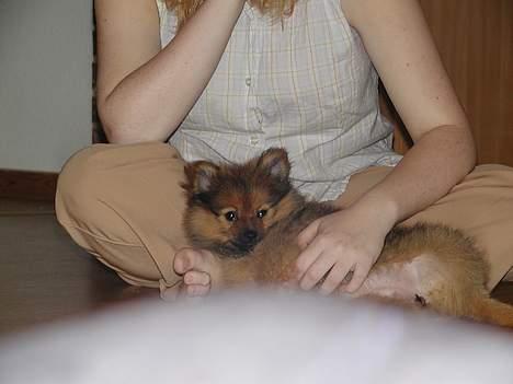 Pomeranian trold - så det hyggetid billede 10