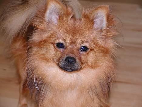 Pomeranian trold - her er jeg ca 2,5 år billede 11