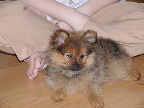 Pomeranian trold - her har jeg min chamsklud på billede 12