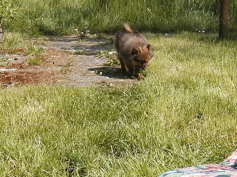Pomeranian trold - nu er jeg træt og på vej hen på tæppet billede 13