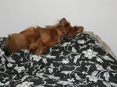 Pomeranian trold - dette er mit bedste sted at sove i mor seng billede 14