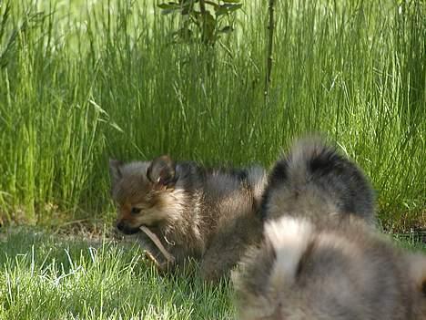 Pomeranian trold - her er vi så os tre søstre Trille, Trunte, Trold billede 15