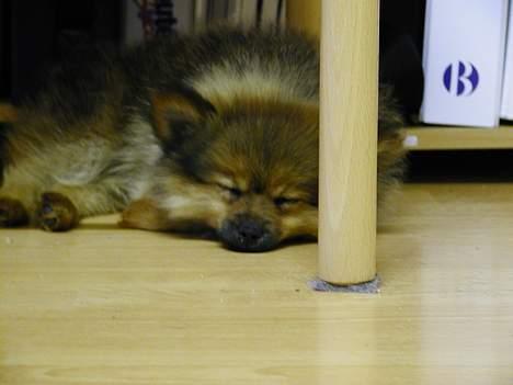 Pomeranian trold - her sover jeg igen billede 16
