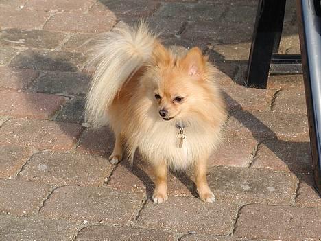 Pomeranian Amos billede 11