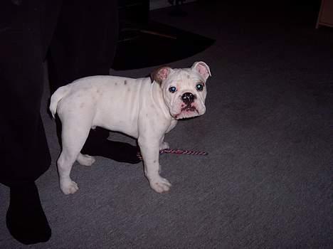 Engelsk bulldog Victor billede 3