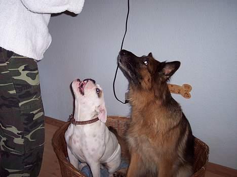 Engelsk bulldog Victor billede 4