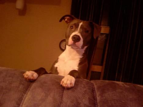 Amerikansk staffordshire terrier Tyson R.I.P billede 3