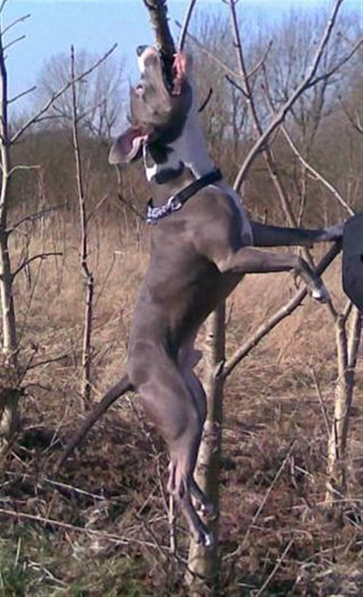 Amerikansk staffordshire terrier Tyson R.I.P - Hænger lige i træet. :D billede 4